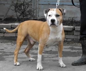 ����-����� �������