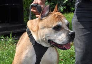 Маленькая стаффочка