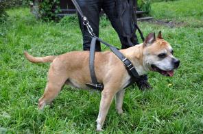 Маленькая стаффочка