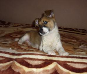 �������������� ������� ���� ���