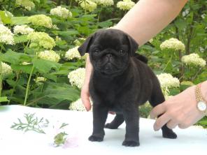 ����� �����