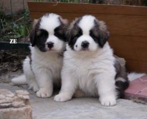 ���������� ���������� �����