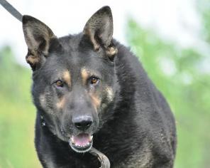 ����,  ������ ������������������� ������� � ���