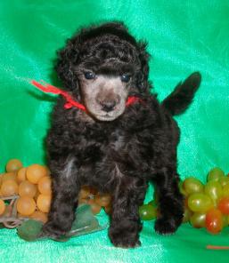 ����� ������ �����������