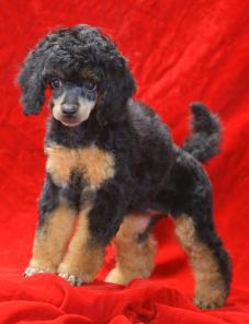 ����� ������ �����-�������� ������