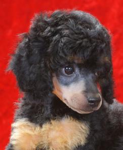 ����� ������ �����-�������� ������