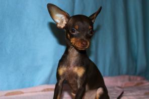 Очаровательная мини тоечка Ариша