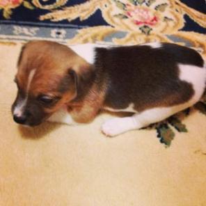 ������� ����������� ����� ���� ������ ������