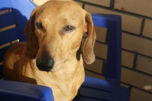 ������������� ������� ���� ���� � ���