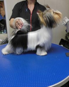 ��������� ����������� �������