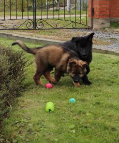 Продаются щенки немецкой овчарки черного и темно зонарного окрасов