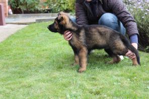 Продаются щенки немецкой овчарки черного и темно зонарного окрасов