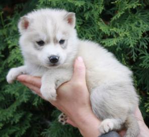 Продаются щенки сибирский хаски.