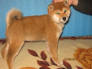 ���� ��� ( ���� ���) ����� �������