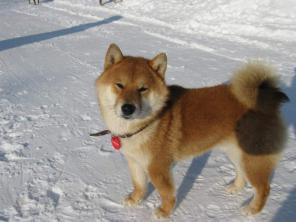 ���� ��� ( ���� ���) ����� �������