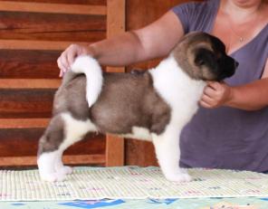 ����� ������������ �����, � ��� �����������