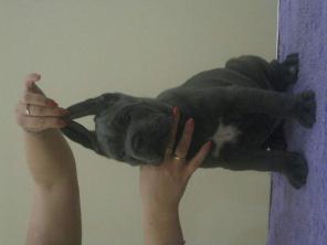 Продажа щенков