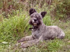 ������� ������