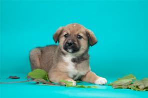 В дар! две сестрички 2 месяца