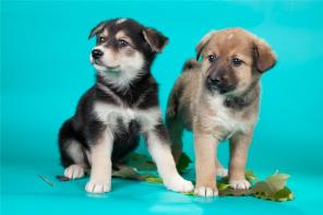 В дар! две сестрички 2 месяца