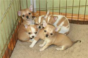 Супер Щенки Чихуахуа