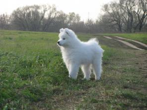 Щенок самоеда от импортного производителя