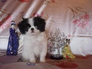 Щеночки японского хина - милые собачки с Востока.