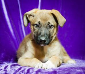 Лола золотая! В добрые руки.В дар.