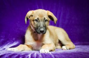 Лола золотая! В добрые руки.В дар.