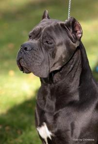 Щенки Кане Корсо