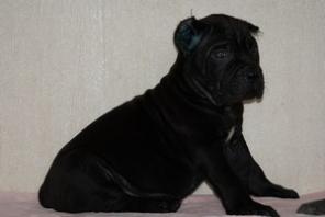 Щенки Кане Корсо