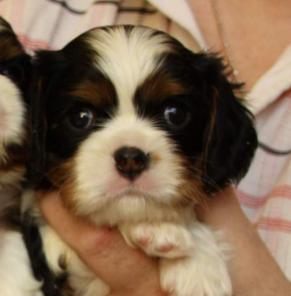 кавалер кинг чарльз спаниель (карликовый спаниель)