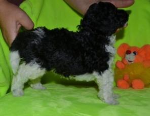 щенки арлекина ТОРГ