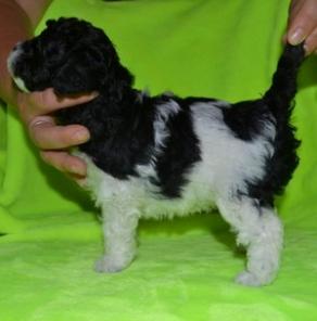 щенки арлекина ТОРГ