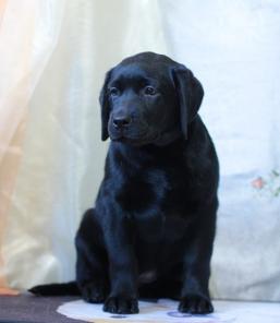 Щенки лабрадора ретривера от титулованных родителей.