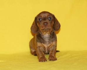 �������� ����� -����� ��������� ������