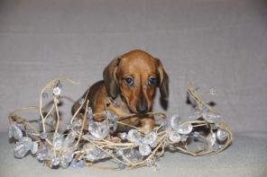 �������� ����� -����� ��������� ������