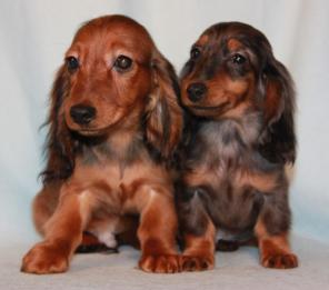 ����� �������������� ����� ����������� � ��������