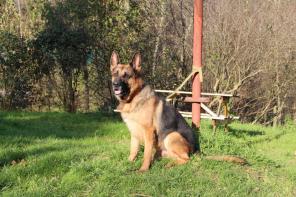 Ищем достойный дом для породного кобеля немецкой овчарки.