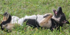 ���� ������� ������ �������� �������.