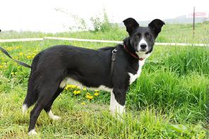 Собака с изюминкой в дар