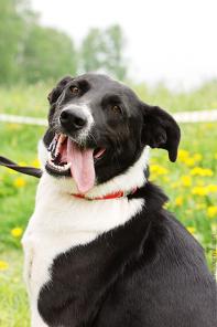 Миниатюрная стерилизованная собака в дар