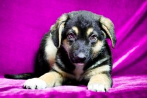 Щен Бади - друг навек! В добрые руки.В дар