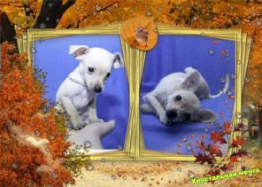 Той терьер жемчужные щенки. Есть не дорогие мальчики