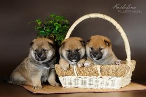 ��������� ������������  ����� ���� ��� (���� ���)