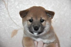 ��������� ������������  ����� ���� ��� (���� ���)