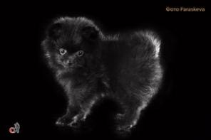 ����������� �����