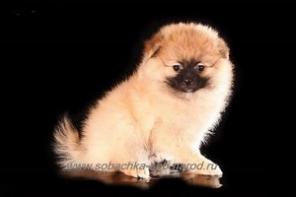 ����������� �����