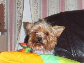 Пропала собака породы йоркширский терьер