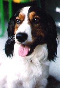 Домашняя передержка собак в Москве